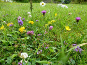 Low Maintenance Lawn Seeds - Flower Plant