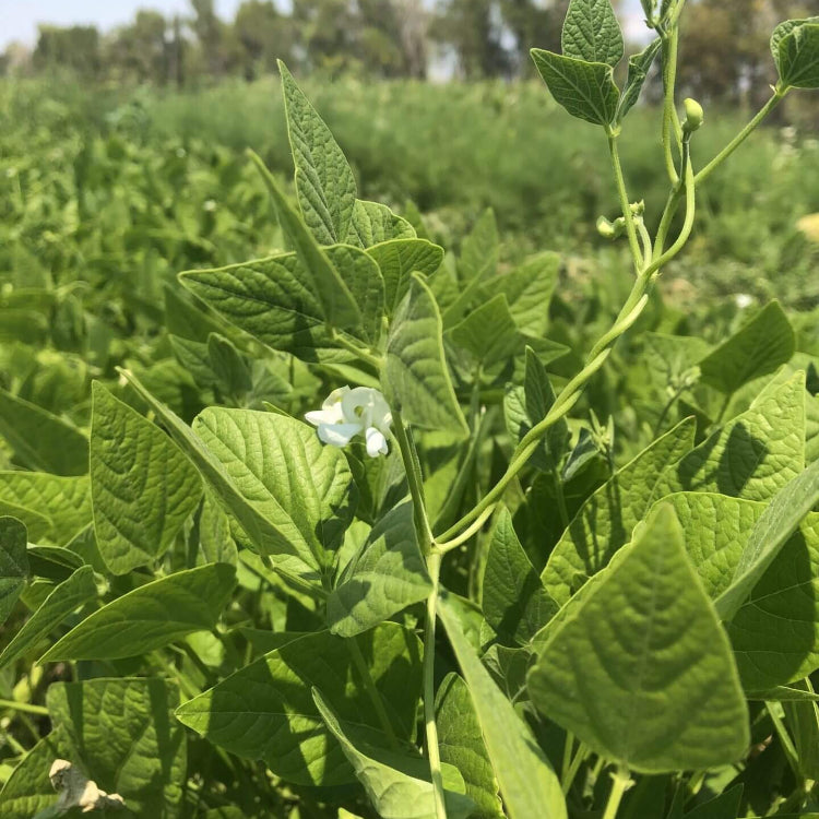 Sonoran Desert Beans Seeds - Vegetable Plant