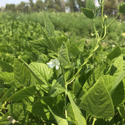 Sonoran Desert Beans Seeds - Vegetable Plant