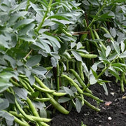 Sonoran Desert Beans Seeds - Vegetable Plant