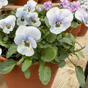 Viola Seeds – Viola cornuta