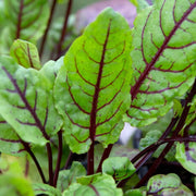 Garden Sorrel Sorrel Seeds, Herbal