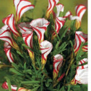 Candy Cane Sorrel Seeds, Herbal