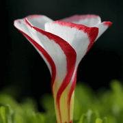Candy Cane Sorrel Seeds, Herbal