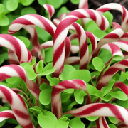 Candy Cane Sorrel Seeds, Herbal