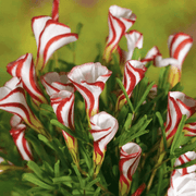 Candy Cane Sorrel Seeds, Herbal