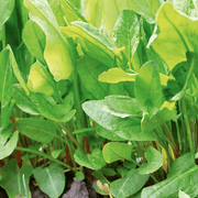French Sorrel Seeds, Herbal
