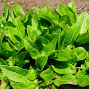 French Sorrel Seeds, Herbal