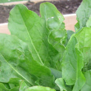 French Sorrel Seeds, Herbal