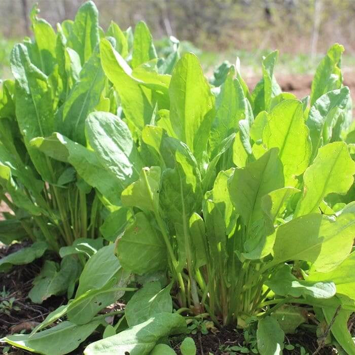 Garden Sorrel Sorrel Seeds, Herbal