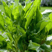 Garden Sorrel Sorrel Seeds, Herbal