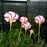 Oxalis Versicolor Sorrel Seeds, Herbal