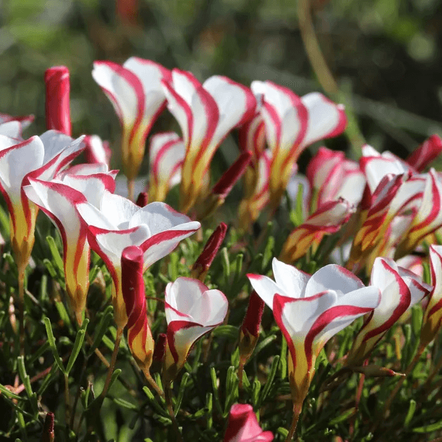 Oxalis Versicolor Sorrel Seeds, Herbal