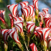 Oxalis Versicolor Sorrel Seeds, Herbal