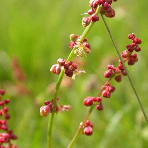 Sheep Sorrel Seeds, Herbal