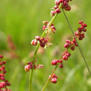 Sheep Sorrel Seeds, Herbal