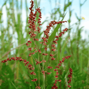 Sheep Sorrel Seeds, Herbal