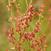 Sheep Sorrel Seeds, Herbal