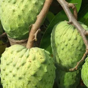 Mountain Soursop Seeds