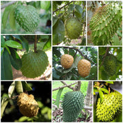 Soursop Seeds - All In One For Home Gardens
