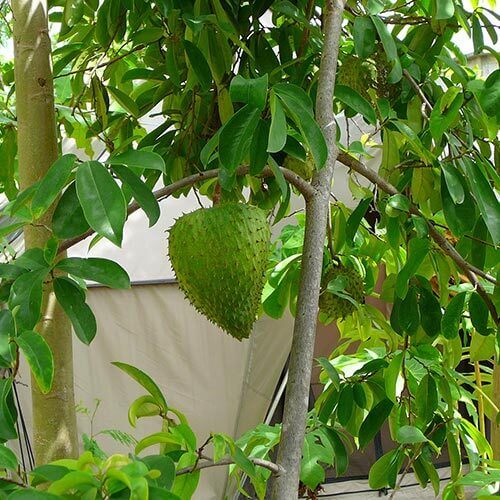Soursop Seeds - All In One For Home Gardens