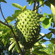 Soursop Seeds - All In One For Home Gardens