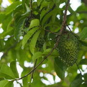 Soursop Seeds - All In One For Home Gardens