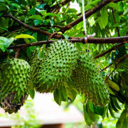 Soursop Seeds - Fruit Plant For Home Gardens