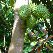Soursop Seeds - Fruit Plant For Home Gardens