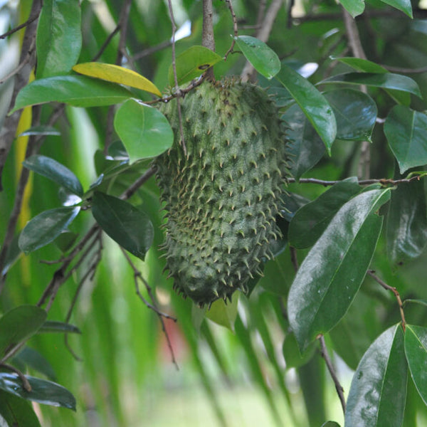 Mountain Soursop Seeds