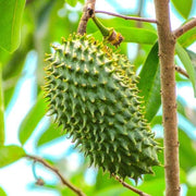 South American strain Soursop Seeds - Fruit Plant