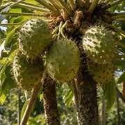 South American strain Soursop Seeds - Fruit Plant