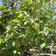 South American strain Soursop Seeds - Fruit Plant