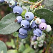Southern Seeds, Vaccinium corymbosum