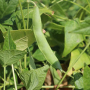 Southwest Bean Seeds - Vegetable Plant
