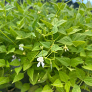 Southwest Bean Seeds - Vegetable Plant