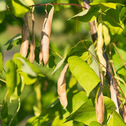 Southwest Bean Seeds