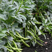 Southwest Bean Seeds - Vegetable Plant