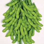 Green Soya Bean Seeds