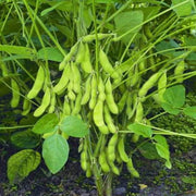 Green Soya Bean Seeds