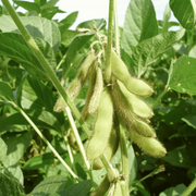 Green Soya Bean Seeds
