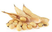 Protein-Rich Soybean Seeds