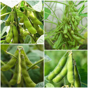 Soybean Seeds - All In One For Home Gardens