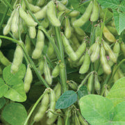 Soybean Seeds - All In One For Home Gardens