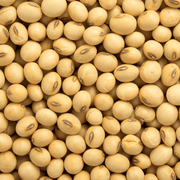 Brown Soybean Seeds