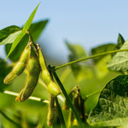 Soybean Seeds – Glycine max