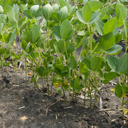 Soybean Seeds – Glycine max
