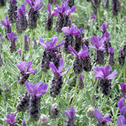 Spanish Seeds, Lavandula stoechas