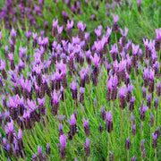 Spanish Seeds, Lavandula stoechas