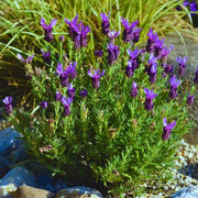 Spanish Seeds, Lavandula stoechas